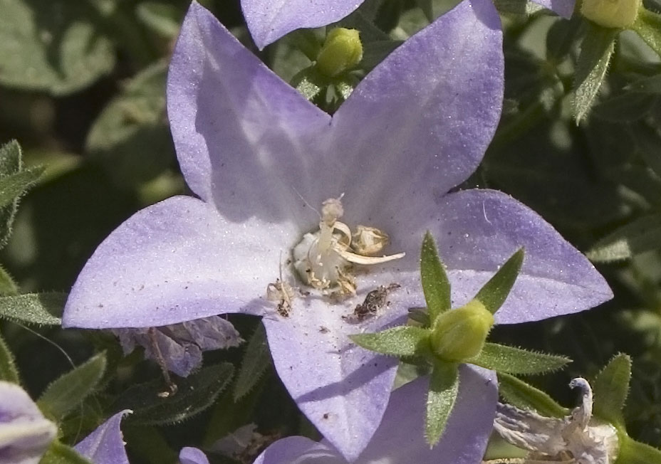 Campanula isophylla / Campanula di Capo Noli
